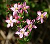 Centaurium erythraea 220603.jpg