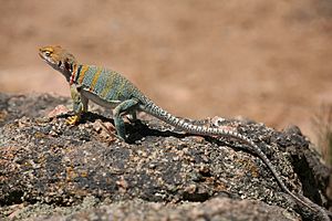 Collared Lizard 2.jpg