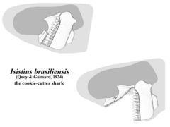 Cookiecutter shark skull