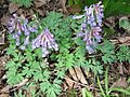 Corydalis solida01