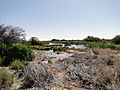 Coward Springs wetlands