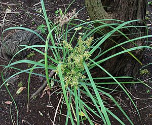 Cyperus javanicus (4766436337).jpg