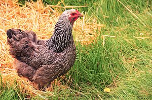 Dark Brahma hen, Oregon.jpg