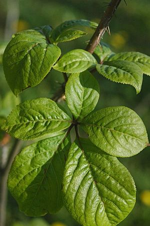 Eleutherococcus senticosus leaves