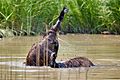 Emus bathing Feb09