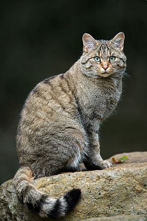 Felis silvestris silvestris Luc Viatour