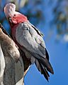 Female Galah Outside Nest