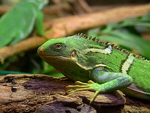 Fiji Crested Iguana444