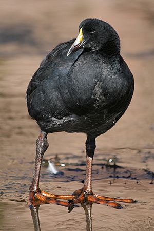 Fulica gigantea Chile.jpg