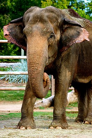 Gunda at the Tulsa Zoo