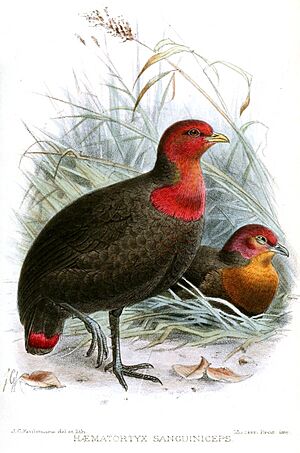 HaematortyxSanguinicepsKeulemans