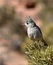 Juniper Titmouse2.jpg