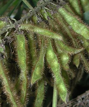 Kudzu seedpods 6580