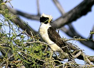 Laughing Falcon