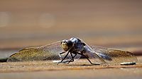 Male Blue Skimmer face (15822768678)