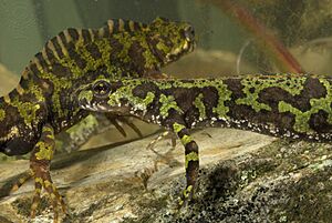 Male and female marbled newts