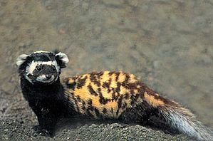 Marbled polecat.jpg