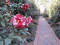 Massee Lane Gardens pathway