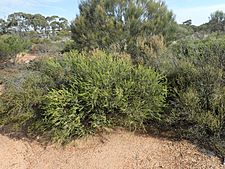 Melaleuca ctenoides habit