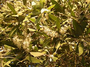 Melaleuca dealbata foliage and flowers.jpg