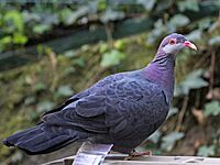 Metallic Pigeon RWD7