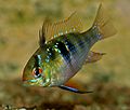 Mikrogeophagus ramirezi female