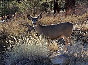 Mule deer doe backlit.jpg