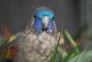 Naretha Bluebonnet hen.jpg