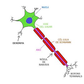 Neuroncat