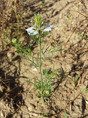 Nigella arvensis sl66.jpg