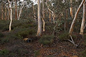 Numbat cons gnangarra