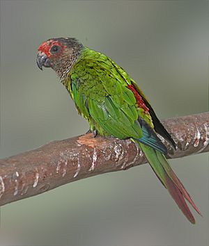 Painted Parakeet.jpg