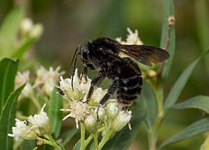 Paulista Bumble Bee imported from iNaturalist photo 119680167 on 18 November 2023