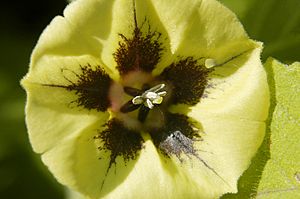 Physalis subglabrata.jpg