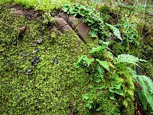 Polypodium glycyrrhiza.jpg