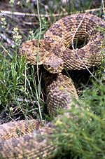 PrairieRattlesnakeYNP