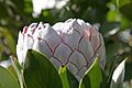 Protea flower