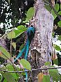 Quetzal entering nest