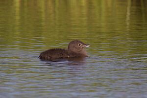 Red-Throated Loon Juvenile