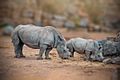 Rhinoceros with baby