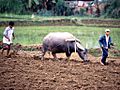 Rice Cultivation Vietnam.1024x768