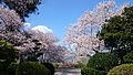 SAKURA 2017 Sugimura park Hashimoto