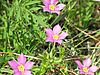 Sabatia campestris (8472085266).jpg