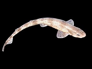 Scyliorhinus canicula.jpg