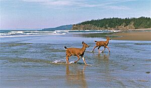 Shi Shi Beach two deer