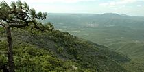 Sierra San Carlos, with Pinus teocote (left), Municipality of San Carlos, Tamaulipas, Mexico (12 July 2007)