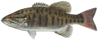 Smallmouth bass