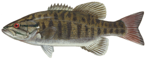 Smallmouth bass.png