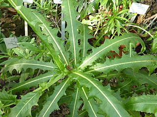 Sonchus congestus - Berlin