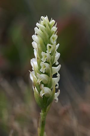 Spiranthes romanzoffiana 2.jpg